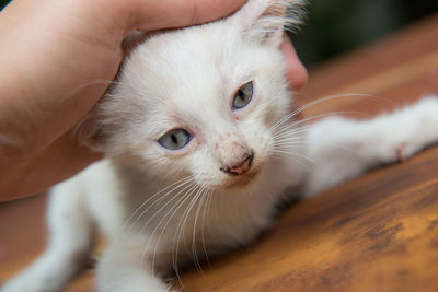 Close-up portrait of cat