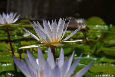 Close-up of white flower blooming outdoors