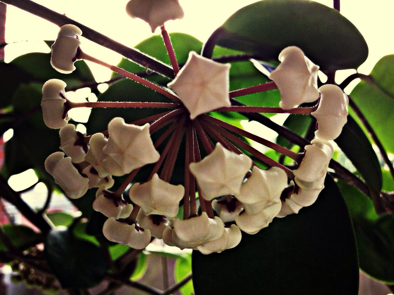 hanging, low angle view, close-up, focus on foreground, leaf, decoration, growth, day, no people, outdoors, tree, nature, sky, art and craft, sunlight, plant, shape, pattern, creativity, freshness