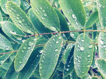 Close-up of water drops on plant