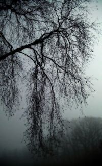 Low angle view of silhouette trees against sky