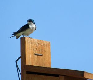 Low angle view of bird perching on wood against clear sky