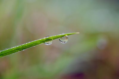 Raindrop on the green grass in the nature