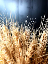 Close-up of wheat growing on field