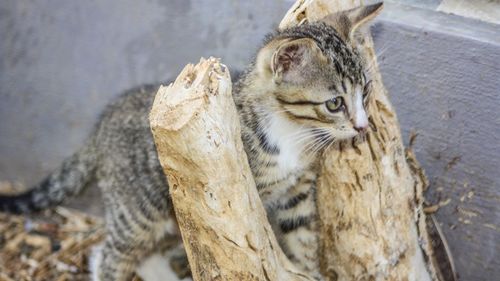 Close-up of cat sitting outdoors