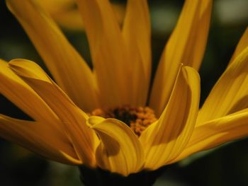 Close-up of yellow flower