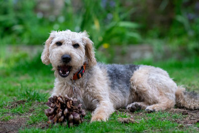 Portrait of dog relaxing on field