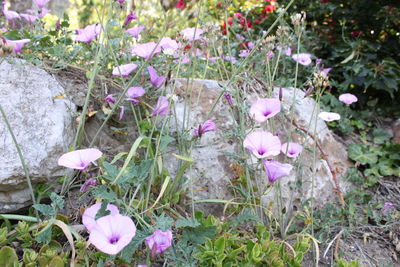 Close-up of pink flowers