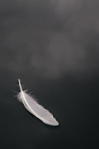 Close-up of feather flying