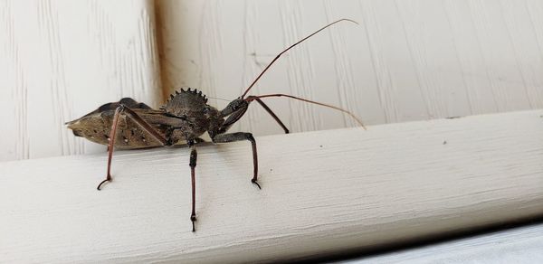 Close-up of spider on wall