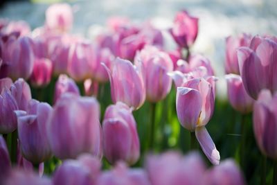 Close-up of pink tulips