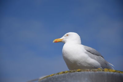 Low angle view of seagull perching against clear blue sky