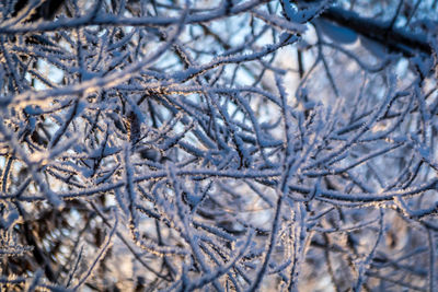 Close-up of frozen bare tree during winter