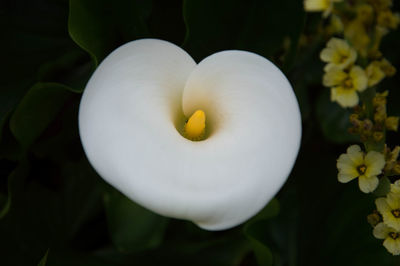 Close-up of white flower