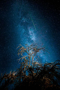 Low angle view of trees against star field at night