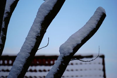 Close-up of tree trunk against blue sky