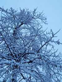 Low angle view of frozen bare tree against sky