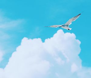 Low angle view of seagulls flying in sky