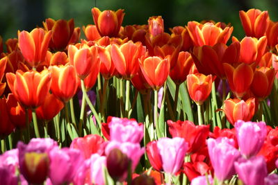 Close-up of tulips in field