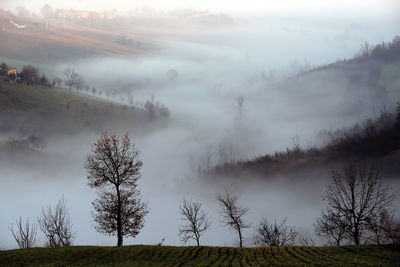 Trees on field against sea of clouds