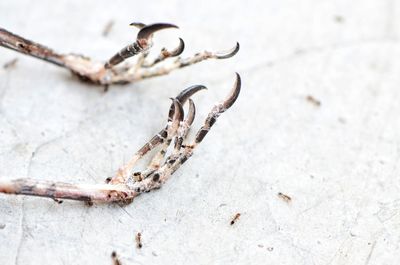 High angle view of insect and bird's leg on land