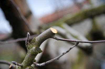 Close-up of moss growing on branch