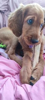 Portrait of puppy relaxing on bed