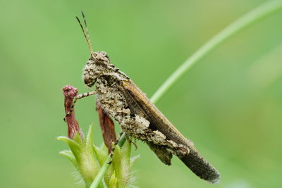 Close-up of insect on plant