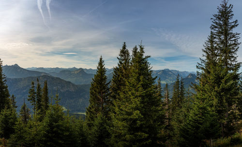 Scenic view of pine trees against sky