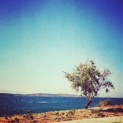 Scenic view of landscape against clear sky