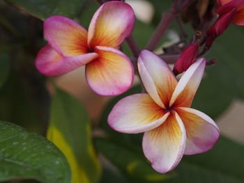 Close-up of pink flowering plant