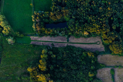 High angle view of plants and trees by lake