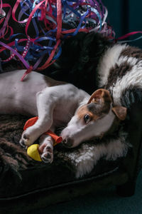Close-up of dog resting