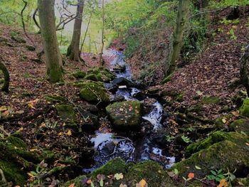 Scenic view of forest