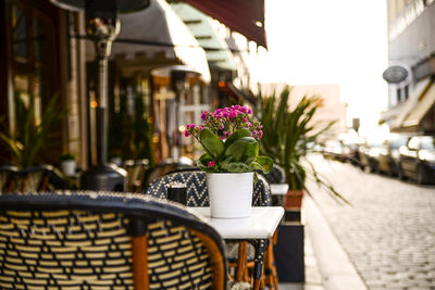 Close-up of flower in city