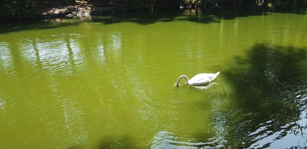Duck swimming in lake