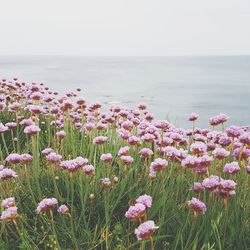 Pink flowering plants by sea against sky