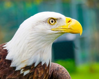 Close-up of a bird looking away