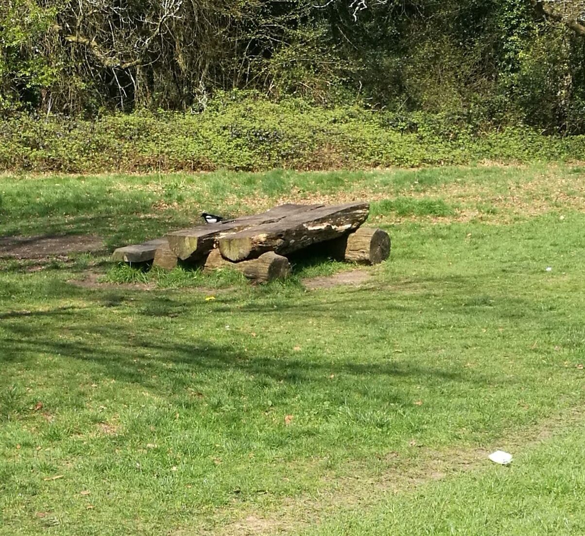 BIRD ON FIELD