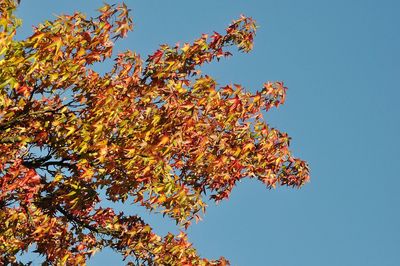 Low angle view of tree against clear sky