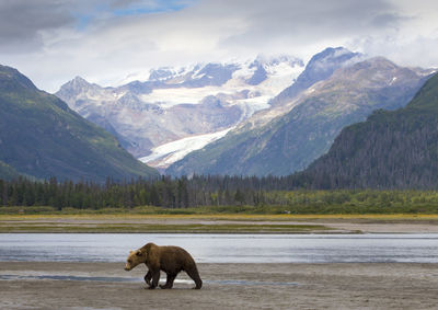 Grizzly bear walking in the wild