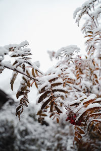 Close-up of snow covered pine tree during winter