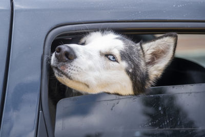 Dog looking through car window