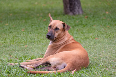 Dog relaxing on field