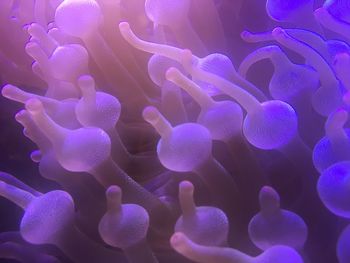 Close-up of coral in sea