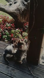 High angle view of cat