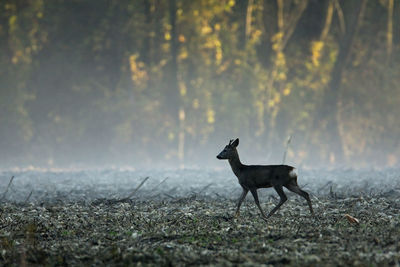 The roe deer looking for the food on the field