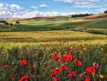 Scenic view of poppy field against sky