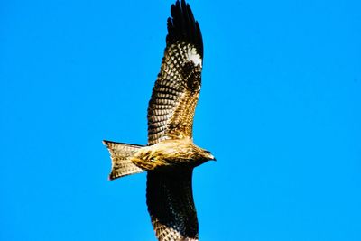 Low angle view of eagle flying against clear blue sky