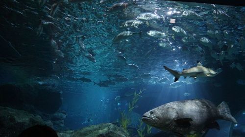 Fish swimming in sea